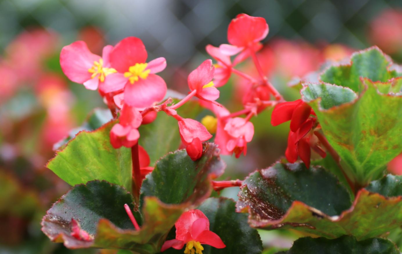 C&acirc;y Thu Hải Đường hợp mệnh g&igrave;